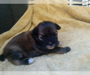 Shih Tzu-Xoloitzcuintli (Mexican Hairless) Mix Puppy for sale in COLVILLE, WA, USA