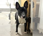 Small Bull Terrier