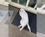 Small #11 Great Pyrenees