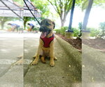 Small #2 Mutt