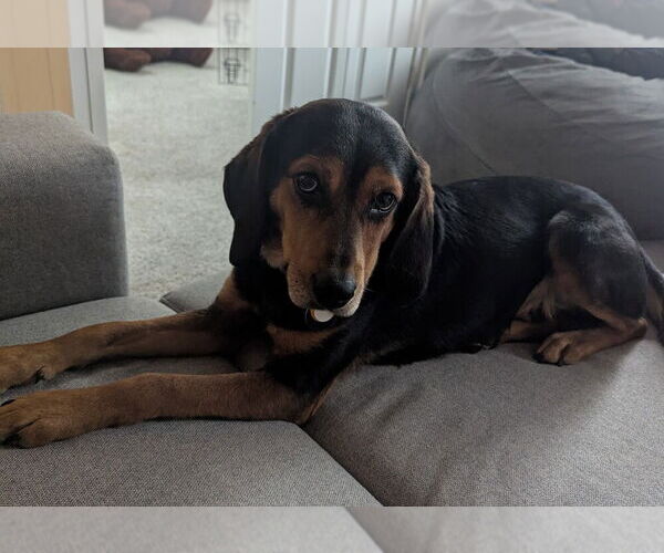 Medium Photo #6 Beagle-Unknown Mix Puppy For Sale in Greenbelt, MD, USA