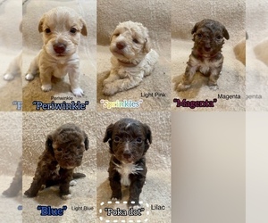 Maltipoo Puppy for sale in SOUTH GATE, CA, USA