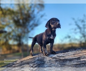 Catahoula Leopard Dog Puppy for Sale in CUMBY, Texas USA