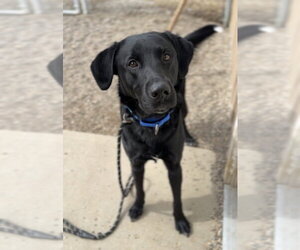 Labrador Retriever-Unknown Mix Dogs for adoption in Bemidji, MN, USA