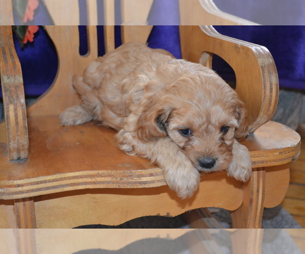 Medium Photo #22 Cavapoo Puppy For Sale in GREENWOOD, WI, USA