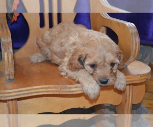 Medium Cavapoo