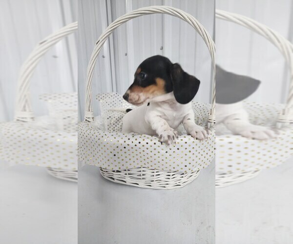 Medium Photo #5 Dachshund Puppy For Sale in GREENWOOD, WI, USA