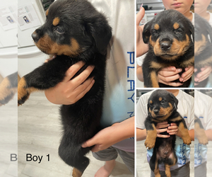 Rottweiler Puppy for sale in DANVILLE, VA, USA