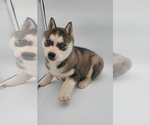 Small Photo #1 Siberian Husky Puppy For Sale in GOSHEN, IN, USA