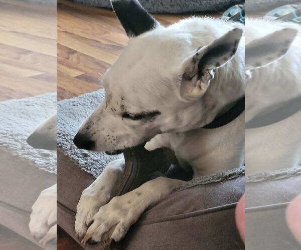 Medium Photo #4 Mutt Puppy For Sale in Princeton, MN, USA