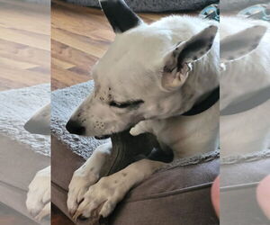 Mrs. Moose - Female Mutt Dog for Adoption - Photo #4