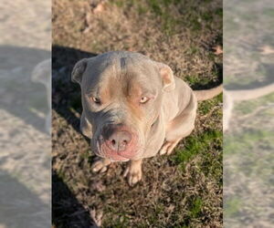 Mastiff-Unknown Mix Dogs for adoption in Bryant, AR, USA