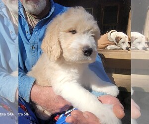 Medium Great Bernese-Poodle (Standard) Mix