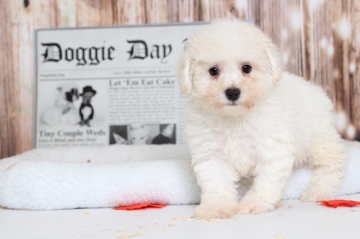 Medium Photo #2 Bichon Frise Puppy For Sale in BEL AIR, MD, USA