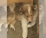 Small Photo #1 Collie Puppy For Sale in CHISAGO CITY, MN, USA