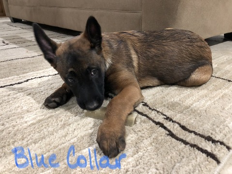Medium Photo #2 Belgian Malinois Puppy For Sale in LINDALE, TX, USA