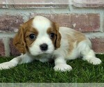 Small #6 Cavalier King Charles Spaniel