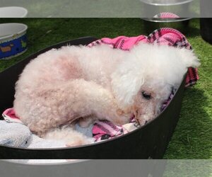 Poodle (Toy) Dogs for adoption in Imperial Beach, CA, USA