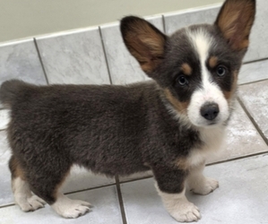 Pembroke Welsh Corgi Puppy for Sale in MILTON, Wisconsin USA