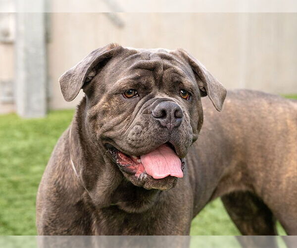 Medium Photo #2 Mastiff-Unknown Mix Puppy For Sale in Pasadena, CA, USA