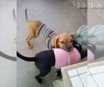 Small #6 Bulldog Mix