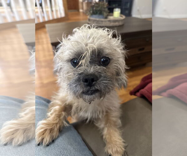 Medium Photo #3 Border Terrier Puppy For Sale in Rosenberg, TX, USA