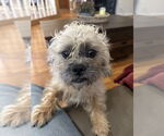 Small #2 Border Terrier