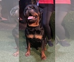 Small Photo #19 Rottweiler Puppy For Sale in MIRA LOMA, CA, USA