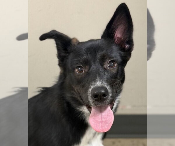 Medium Photo #1 Border Collie-Unknown Mix Puppy For Sale in Canton, CT, USA