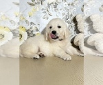 Small Photo #1 English Cream Golden Retriever Puppy For Sale in AMITY, AR, USA