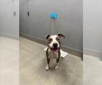 *ROUNDABOUT - Male Mutt Dog for Adoption - Small photo