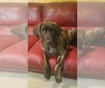 Small Photo #2 Great Dane Puppy For Sale in NEOSHO, MO, USA