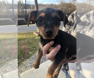 Yorkie Pin Puppy for sale in BECKLEY, WV, USA