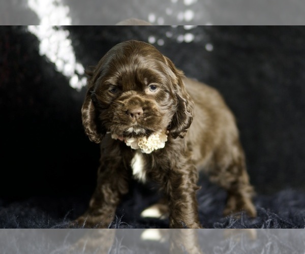 Medium Photo #5 Cocker Spaniel Puppy For Sale in WARSAW, IN, USA