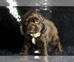 Small Photo #74 Cocker Spaniel Puppy For Sale in WARSAW, IN, USA