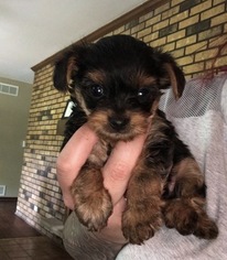 Yorkshire Terrier Puppy for sale in ELGIN, IL, USA