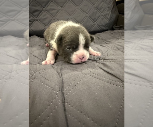 Medium Photo #6 Boston Terrier Puppy For Sale in FREDONIA, KS, USA