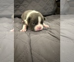 Small #5 Boston Terrier