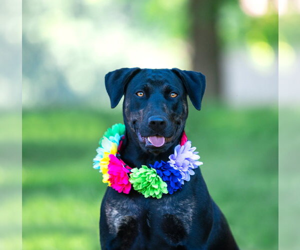 Medium Photo #1 Labrador Retriever-Unknown Mix Puppy For Sale in Unionville, PA, USA