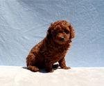 Small #8 Poodle (Toy)