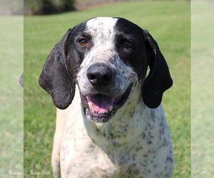 Bluetick Coonhound Dogs for adoption in Bedford, VA, USA