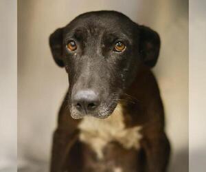 Labrador Retriever-Unknown Mix Dogs for adoption in San Antonio, TX, USA