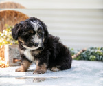 Small #3 Aussiedoodle Miniature 