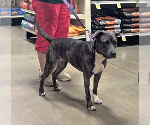 Medium Photo #2 Staffordshire Bull Terrier Puppy For Sale in Milner, GA, USA