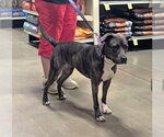 Small #1 Staffordshire Bull Terrier