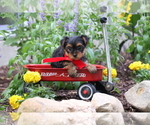 Small #4 Yorkshire Terrier