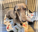 Small #1 Dachshund