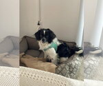 Small #2 Cavalier King Charles Spaniel-English Springer Spaniel Mix