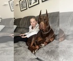 Small Photo #105 Doberman Pinscher Puppy For Sale in FORT LAUDERDALE, FL, USA