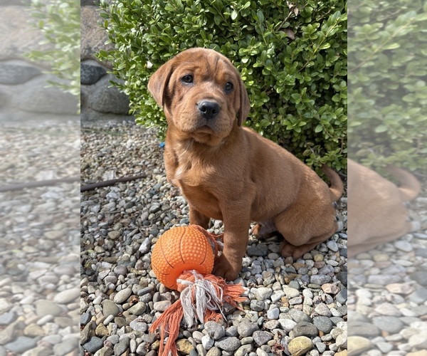 Medium Photo #1 Cocker-Pei Puppy For Sale in MIDDLEBURY, IN, USA